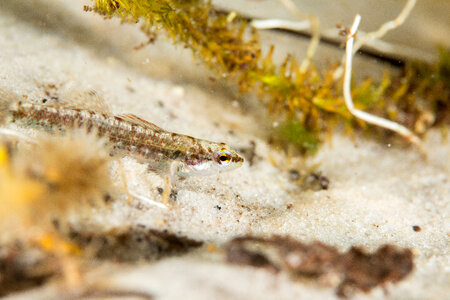 Okaloosa darter-1