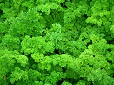 Salad green leaves