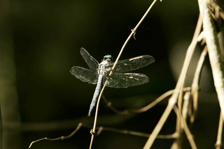 Bouquet dragonfly little