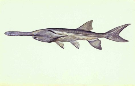 Polyodon Spathula underwater 