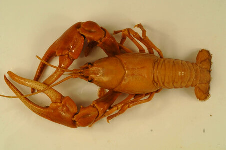 Cambarus chasmodactylus