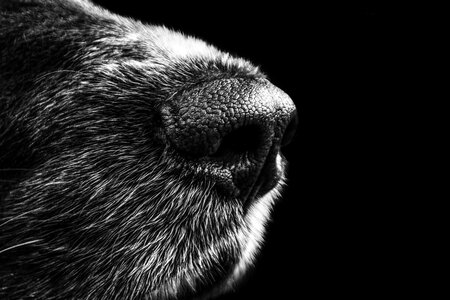 Animal dog fur photo