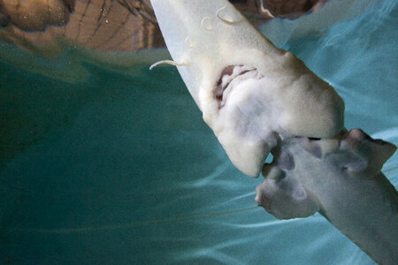 Pallid sturgeon-4 photo