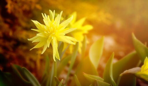 Bloom yellow spring flower