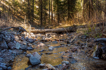 Mineral Creek in Gila National Forest-1