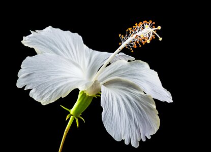 Flower white marshmallow photo