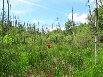 Grass Plants person 