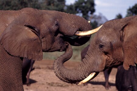 Mouths ivory mammals photo