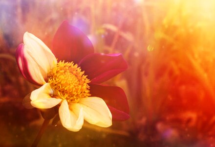 Flower fantasy summer
