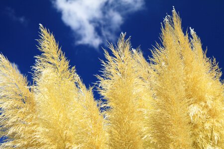 Grass nature plant
