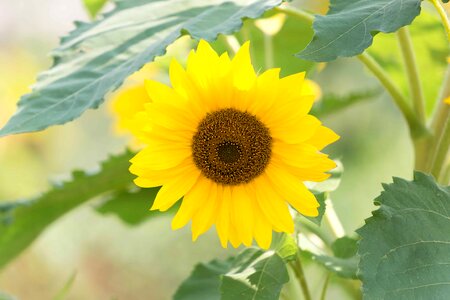 Agriculture beautiful flowers beautiful photo