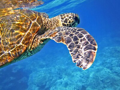 Turtle underwater hawaii photo