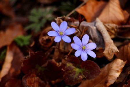 Forest flower leaf