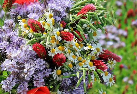 Beautiful Flowers blooming blossom