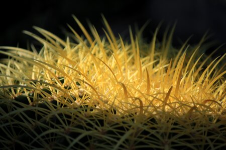 Plant desert thorny