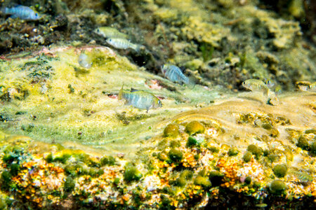 Ash Meadows Amargosa pupfish-1 photo