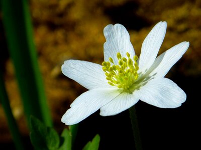 Blossom bloom white photo