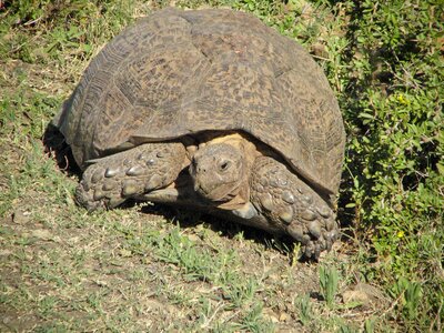 Animal nature wildlife