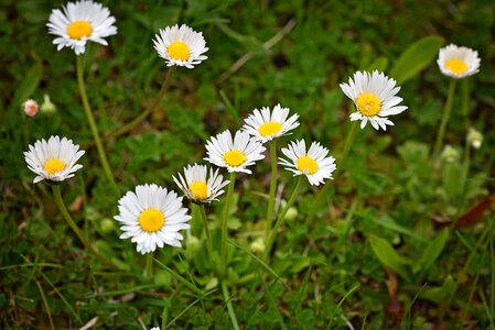 Pointed flower flowers white-yellow