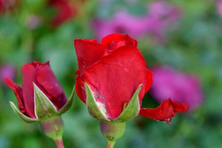 Flower Bud flower garden flowers