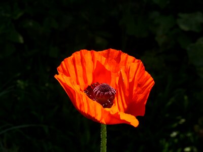 Spring poppy spring garden