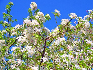 Sky floral blooming