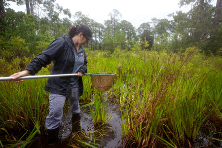 Biologist nets a Panama City crayfish-3
