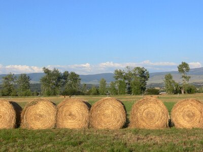 Field agriculture agricultural photo