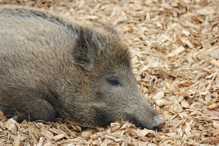 Wildlife park pig cute