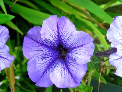 Beautiful beautiful flowers biology