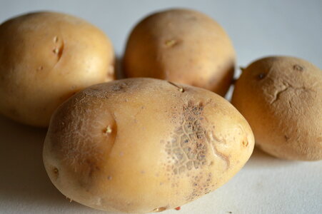 Potato Closeup photo