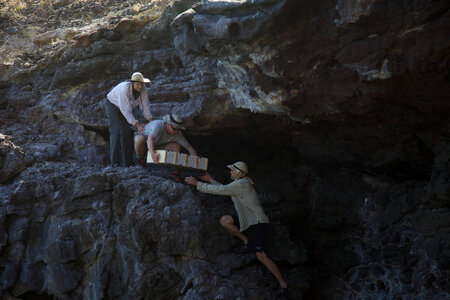 Nihoa Millerbird Translocation-4