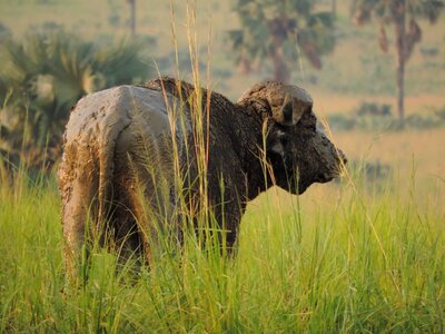 Buffalo africa savannah