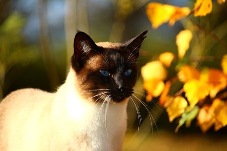 Mieze fall foliage sun