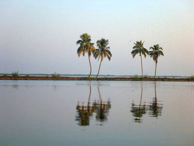 Palm Coconut Trees Reflection photo