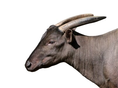 Bubalus water buffalo animal