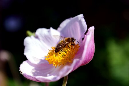 Animal arthropod beautiful flowers