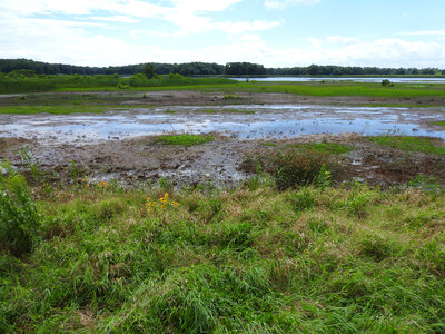 Wetland at Bombay Hook National Wildlife Refuge photo