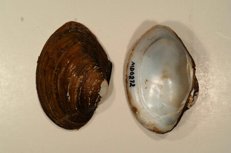 Lampsilis sp.-2