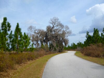 Plants pathways blue