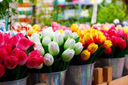 Colorful tulip tulips photo