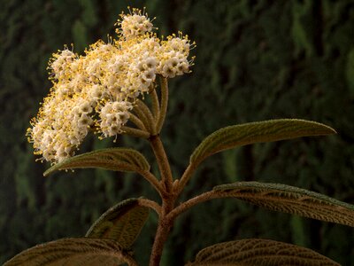 Bloom bush flowering shrub