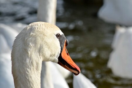 Swan aquatic bird waterfowl photo