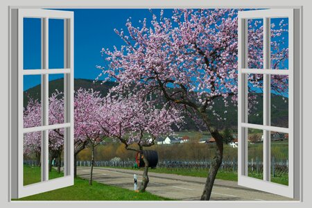 Flowers scenic view