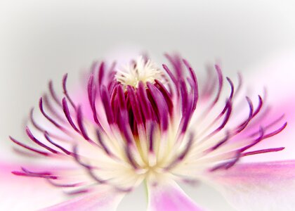 Close pink white