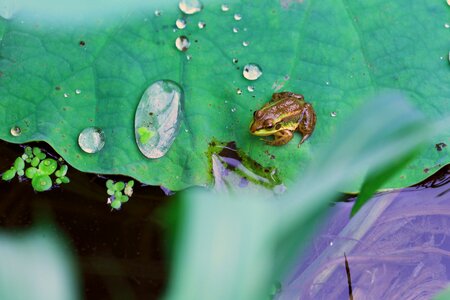 Water trickle siheung