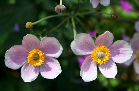 Blossom petal bloom photo