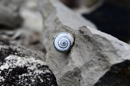 Spiral shell close up