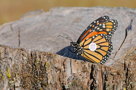 Tagged Monarch butterfly photo
