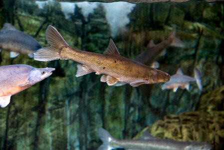 CutThroat trout swimming photo